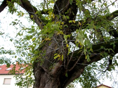 20141021Acer_negundo
