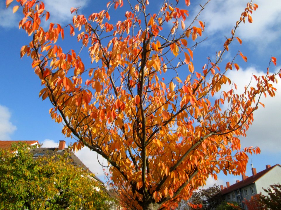 20141107Prunus_serrulata2