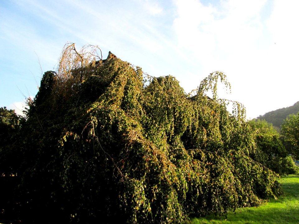 20141023Fagus_sylvatica_Pendula1
