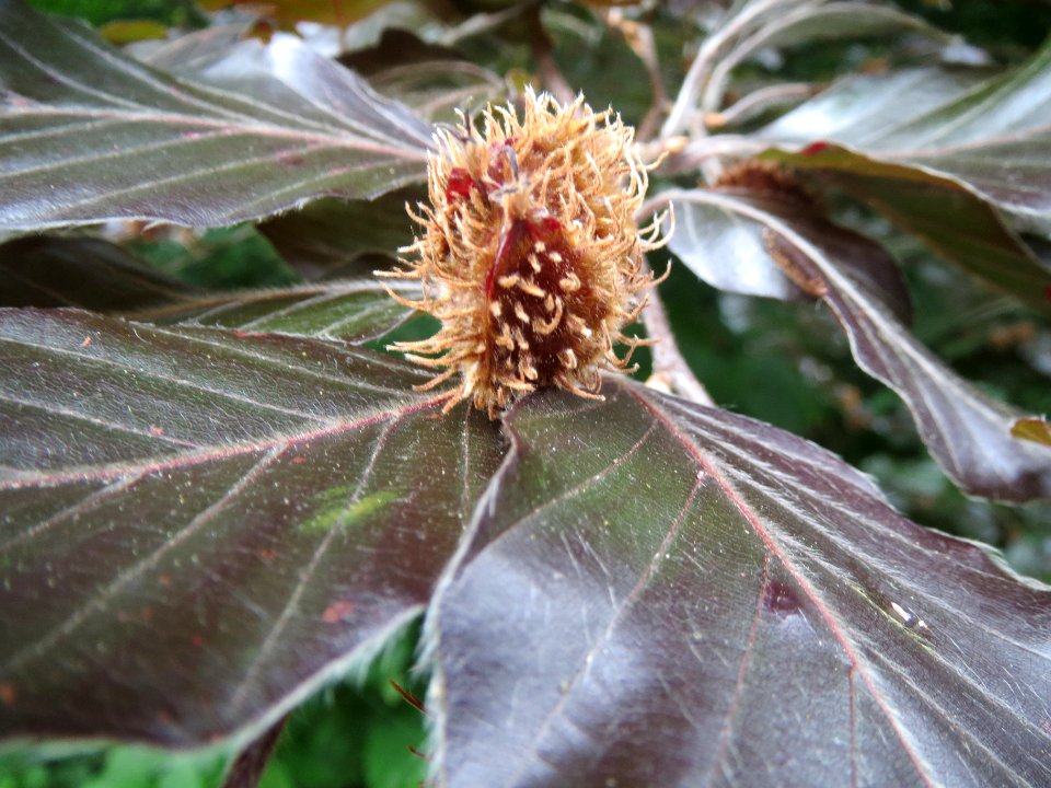 20140601Fagus_sylvatica_Purpurea1