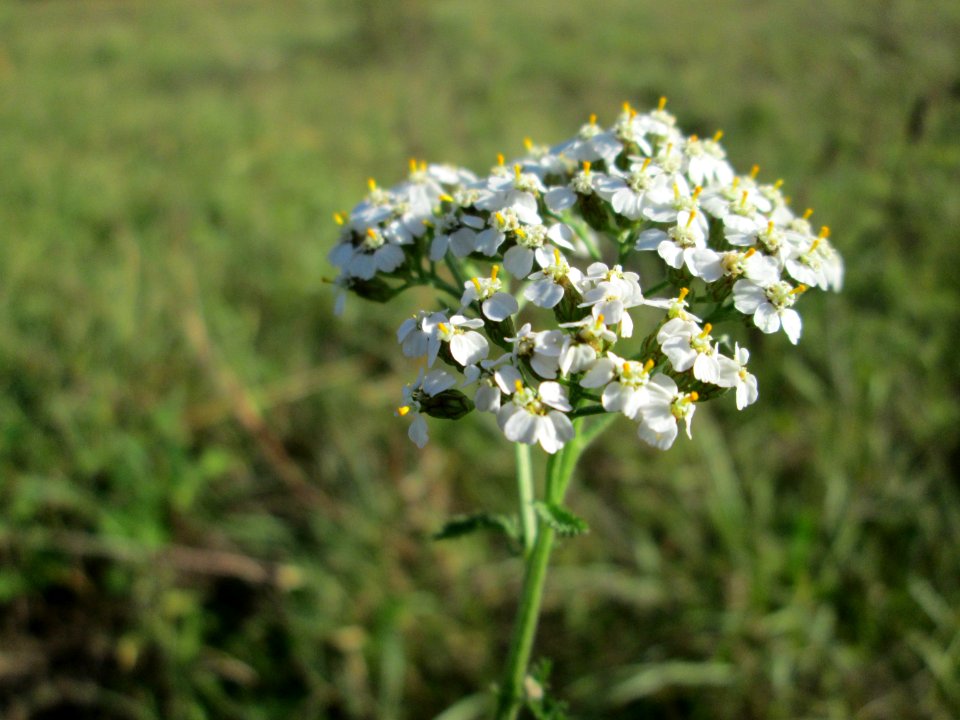 20141019Achillea_millefolium2