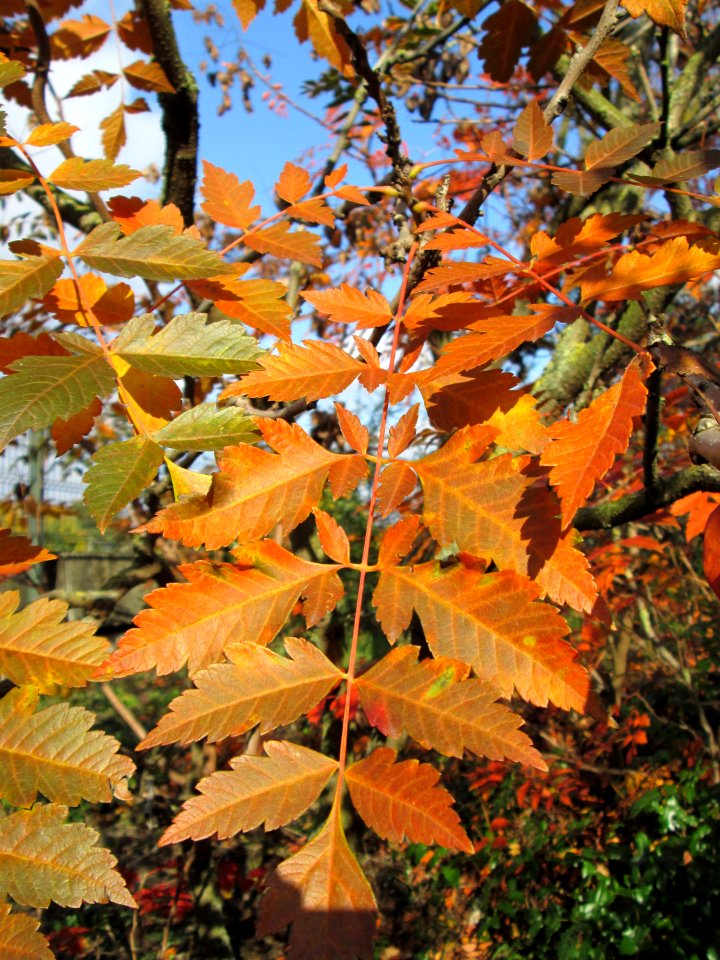 20141107Koelreuteria_paniculata4
