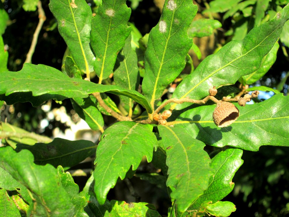 20141023Quercus_turneri3