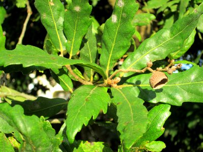 20141023Quercus_turneri3