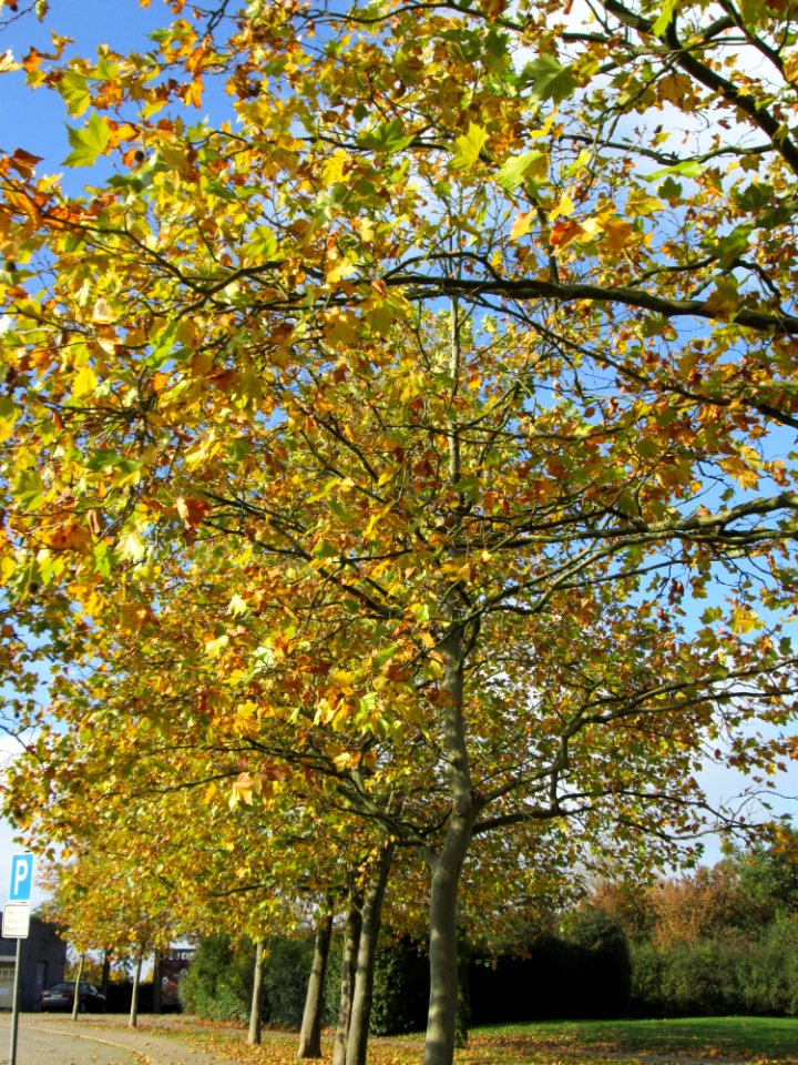 20141107Platanus_×_hispanica1