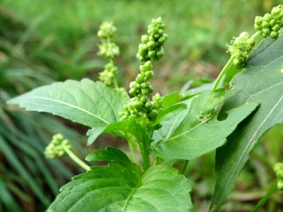 20141017Mercurialis_annua