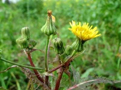 20141017Sonchus_asper