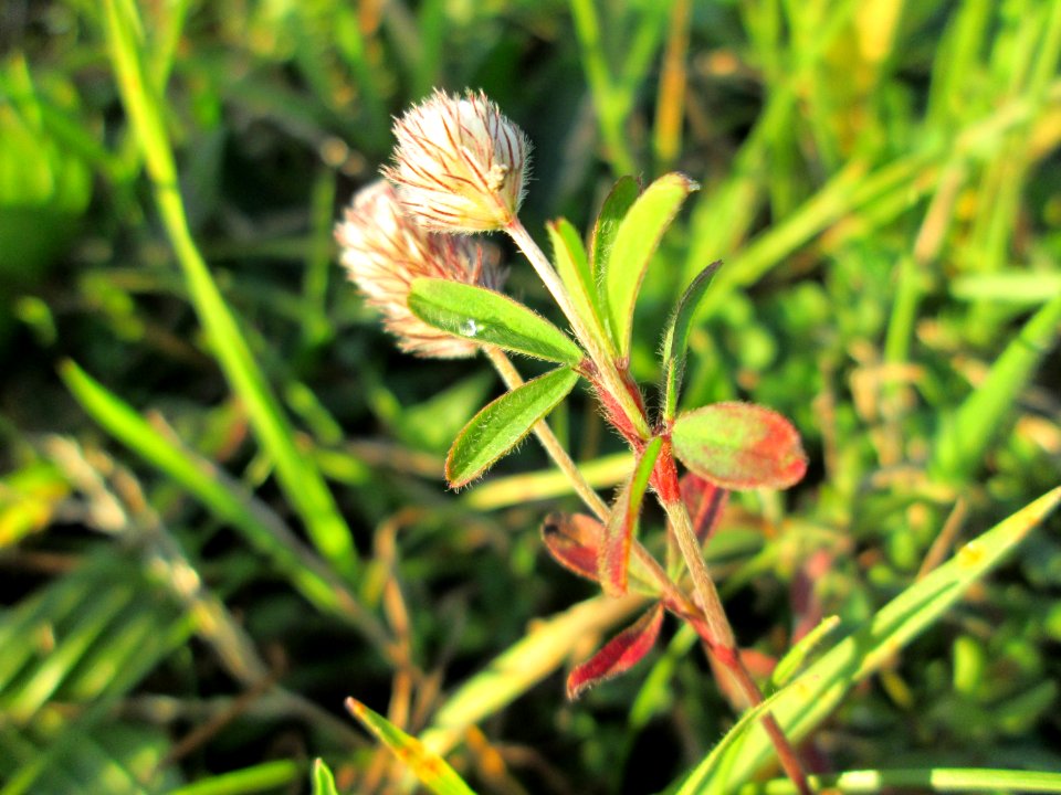 20141106Trifolium_arvense