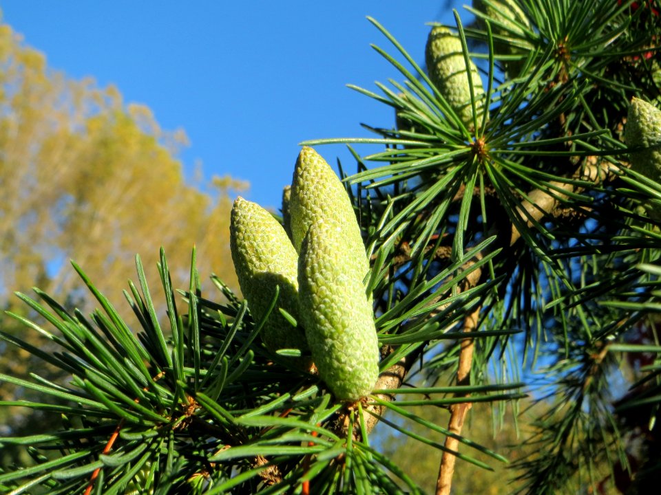 20141011Cedrus_deodara2