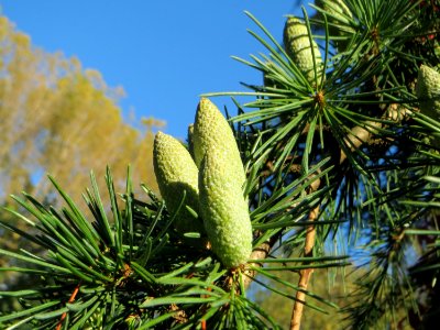 20141011Cedrus_deodara2