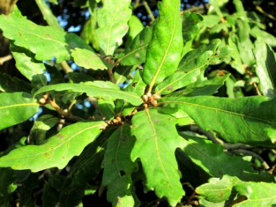 20141023Quercus_turneri4