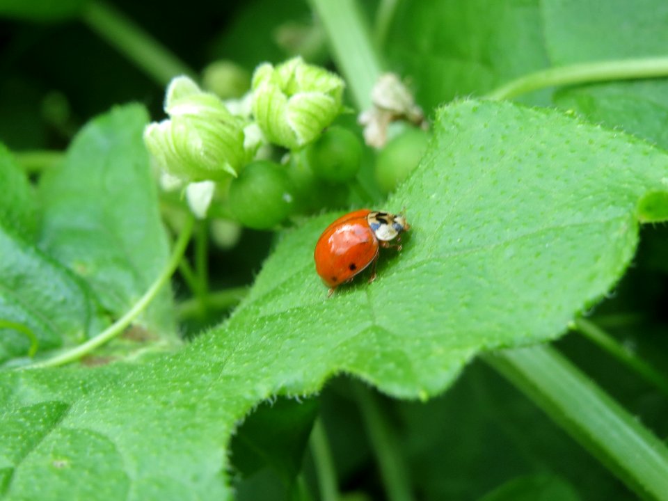 20140602Bryonia_dioica2