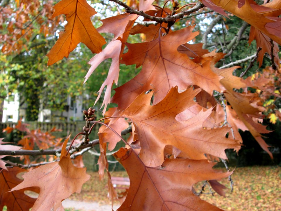 20141023Quercus_rubra2