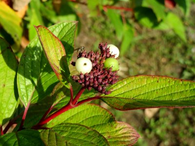 20141015Cornus_alba5
