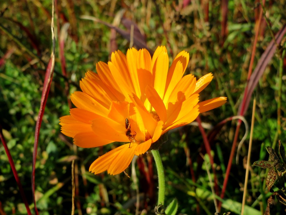 20141003Calendula_officinalis1