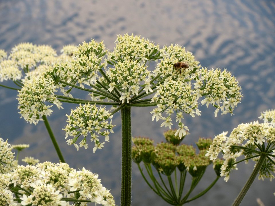 20140601Heracleum_sphondylium2