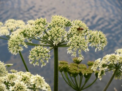 20140601Heracleum_sphondylium2