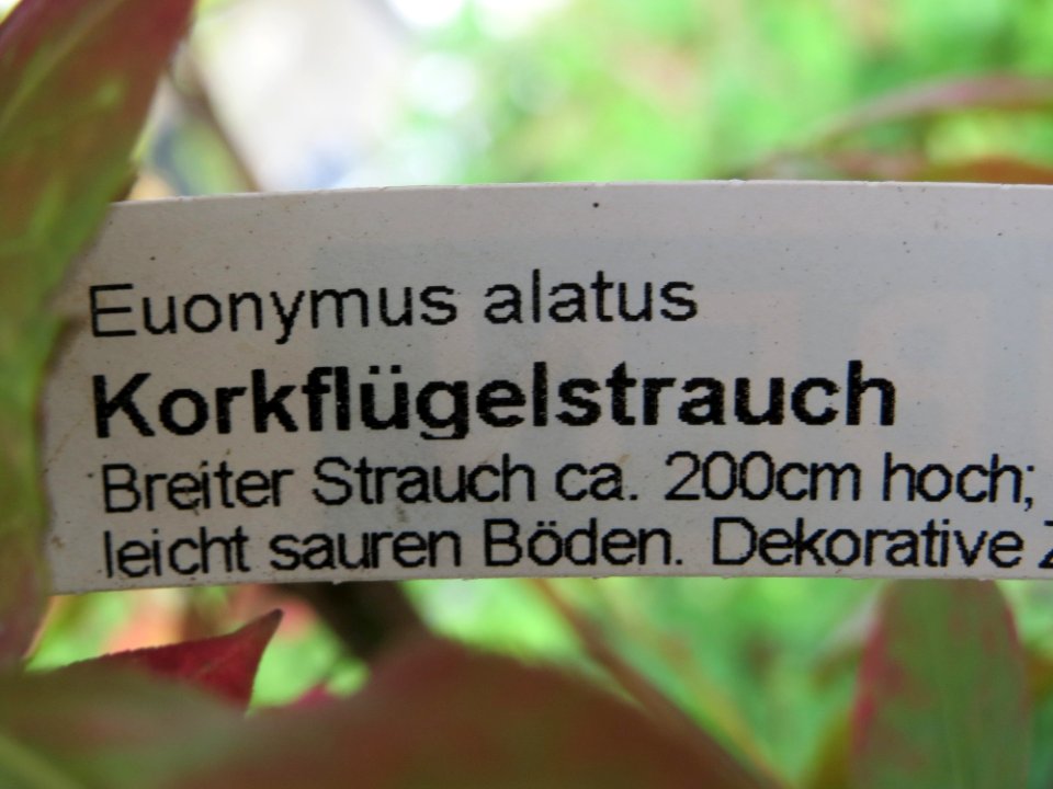 20141015Euonymus_alatus01