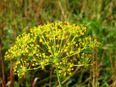 20141003Anethum_graveolens