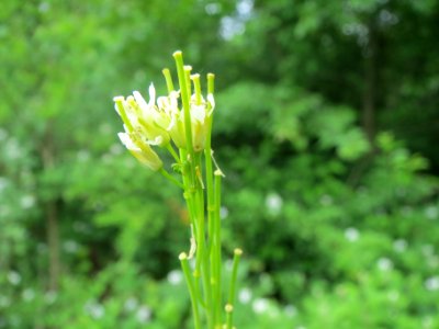 20140525Turritis_glabra5
