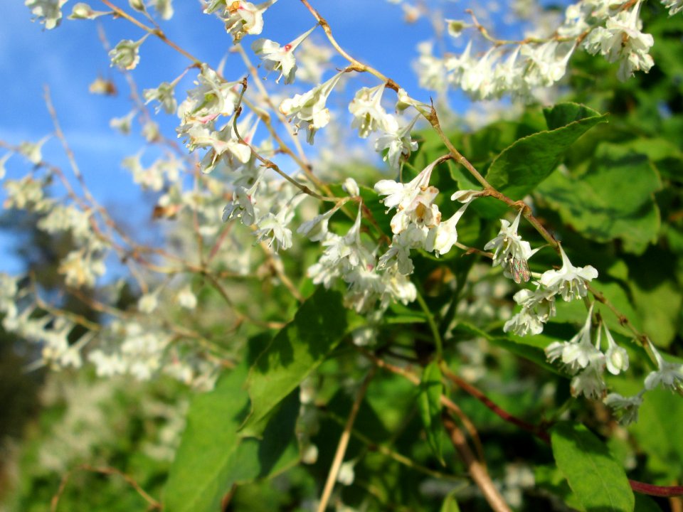 20141019Fallopia_baldschuanica