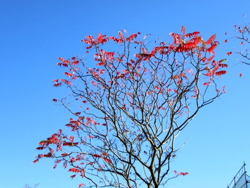 20141019Rhus_typhina