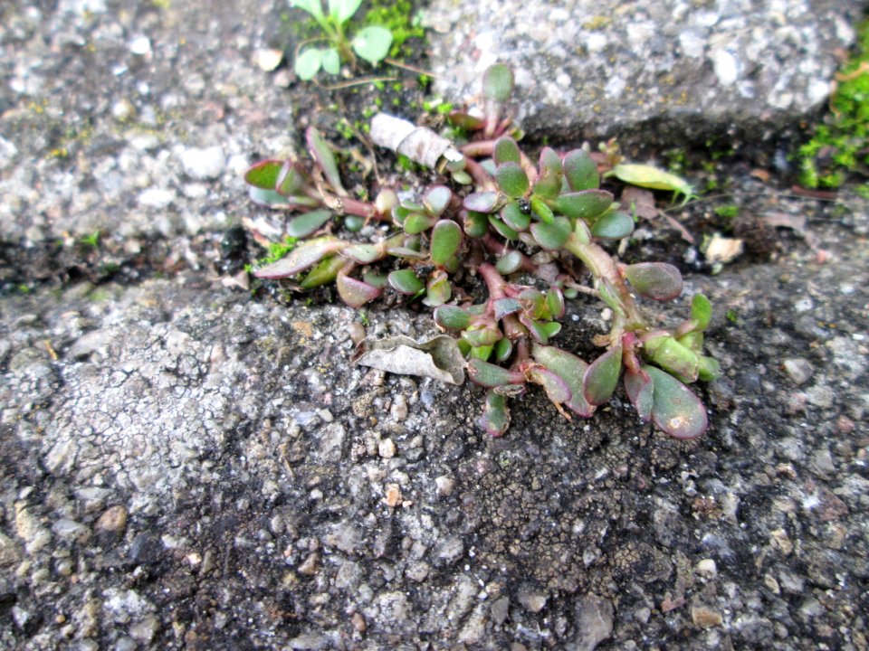 20141022Portulaca_oleracea
