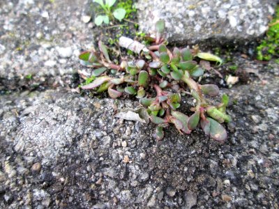 20141022Portulaca_oleracea