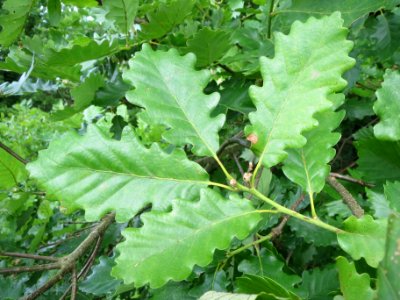 20140525Quercus_petraea3