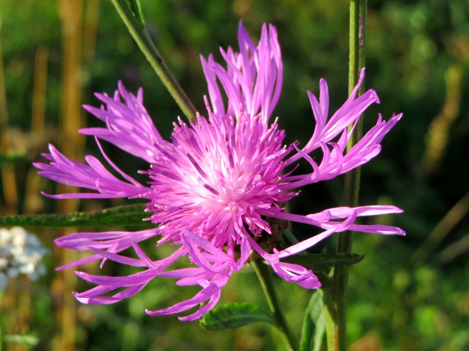 20141003Centaurea_jacea