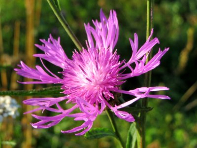 20141003Centaurea_jacea