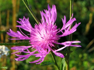 20141003Centaurea_jacea photo