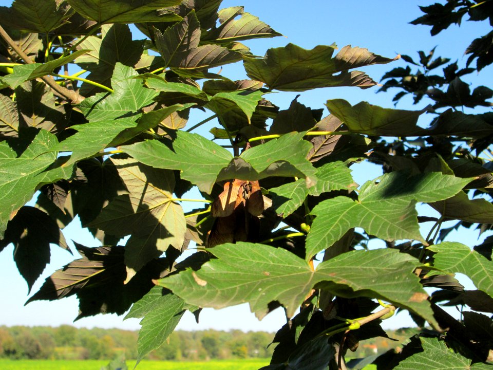 20141019Acer_pseudoplatanus1