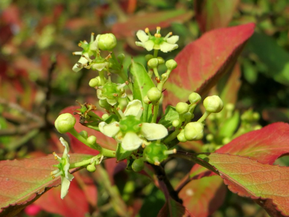 20141015Euonymus_europaeus1