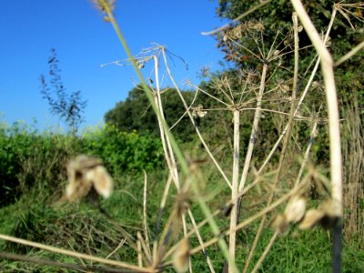 20141019Heracleum_sphondylium2