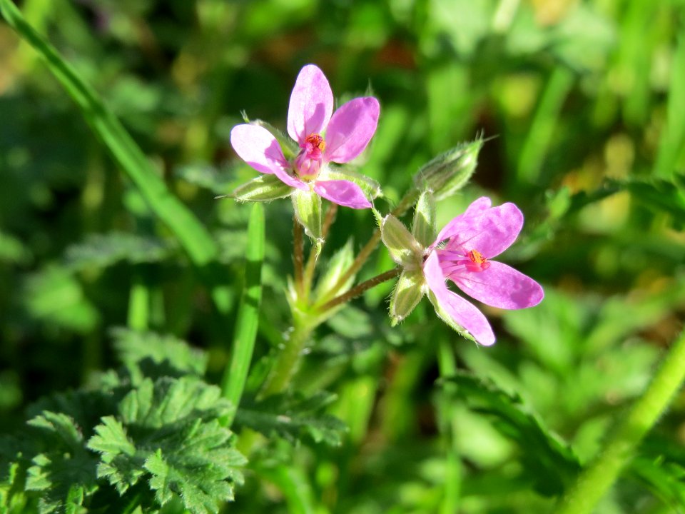 20141011Erodium_cicutarium2