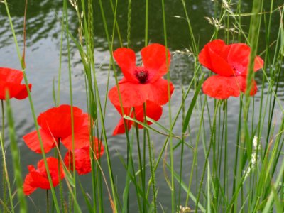 20140601Papaver_rhoeas