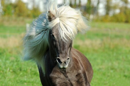 Iceland horse iceland pony mane photo