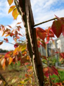 20141015Euonymus_alatus04