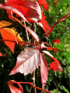 20141005Parthenocissus_quinquefolia4