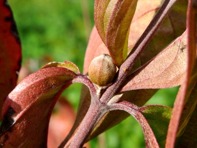 20141015Cornus_mas