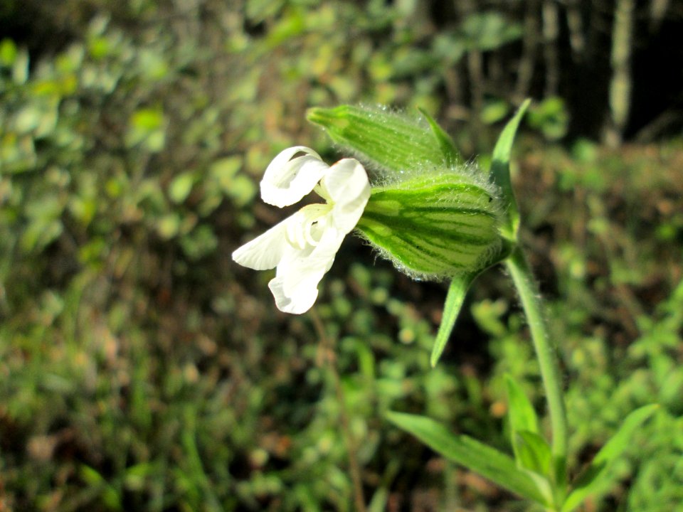 20141019Silene_latifolia