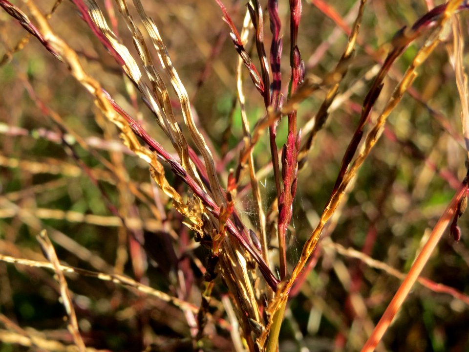 20141011Digitaria_sanguinalis3