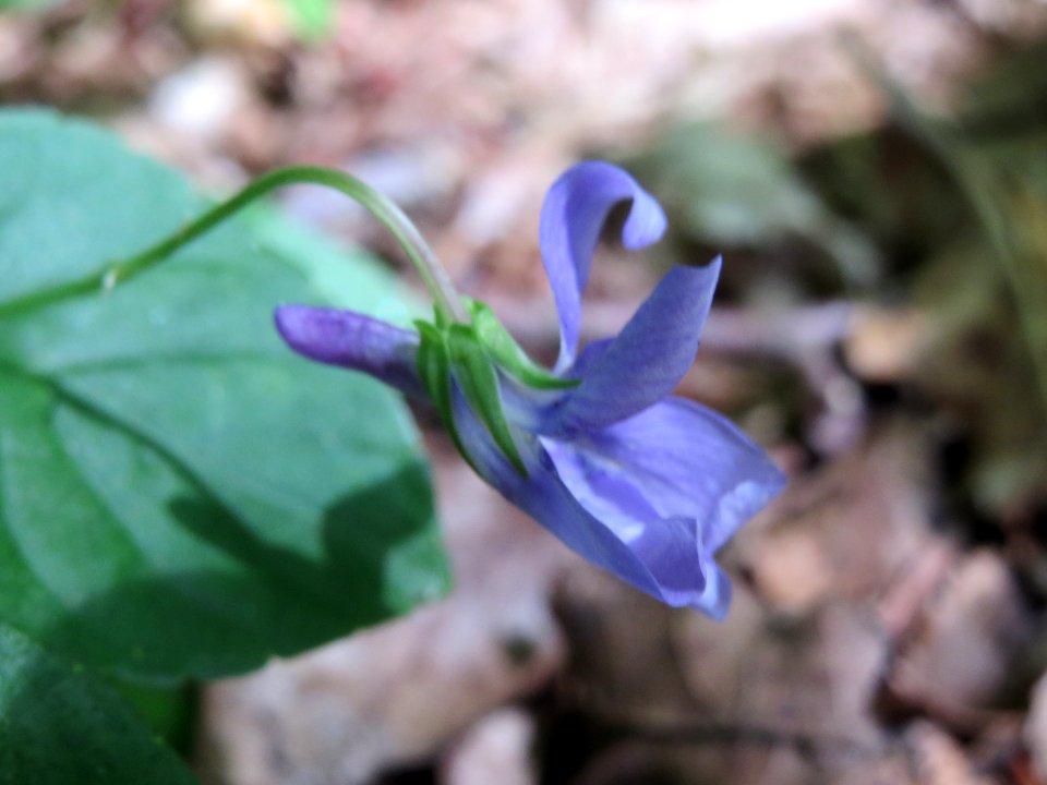20140606Viola_reichenbachiana3