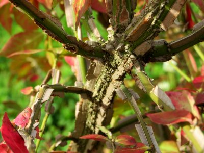 20141015Euonymus_alatus06