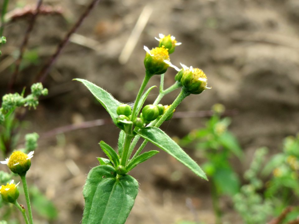 20140928Galinsoga_parviflora1