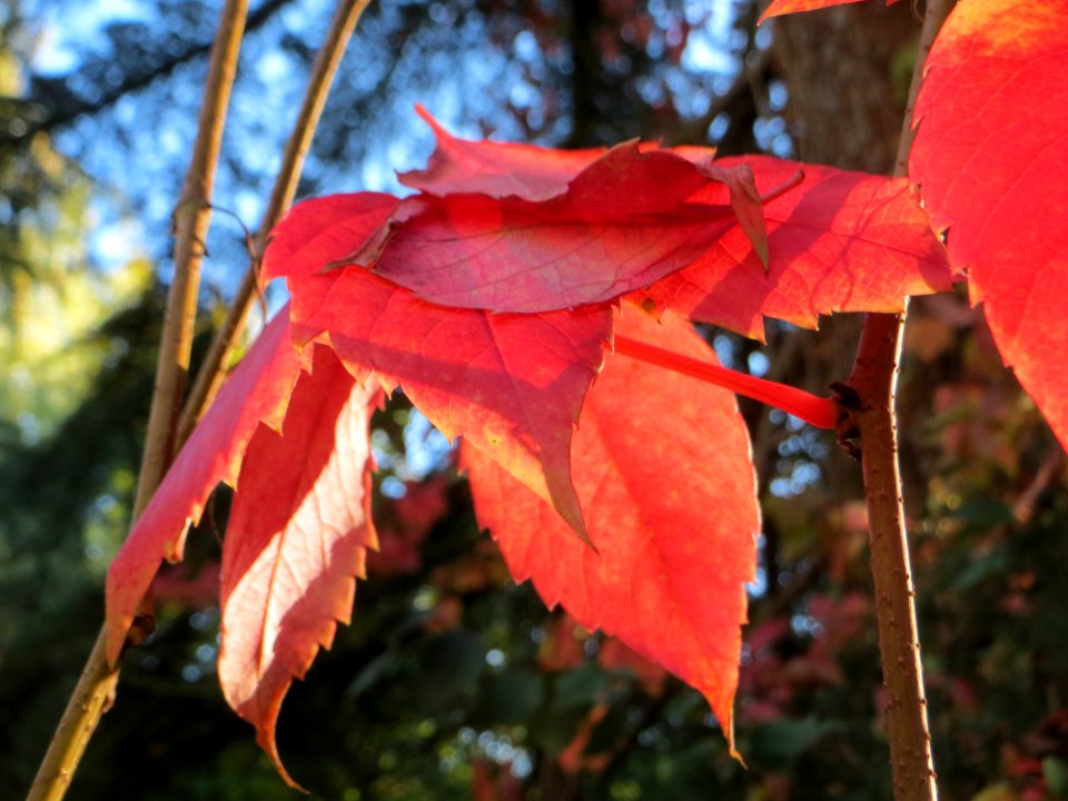 20141011Parthenocissus_quinquefolia05