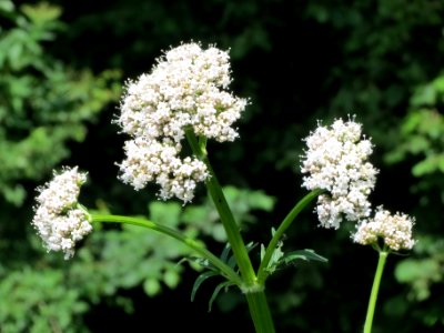 20140606Valeriana_pratensis2