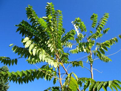 20141019Ailanthus_altissima