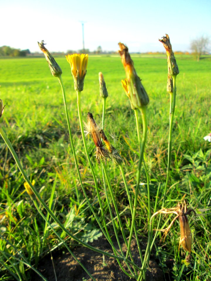 20141106Hypochaeris_radicata1